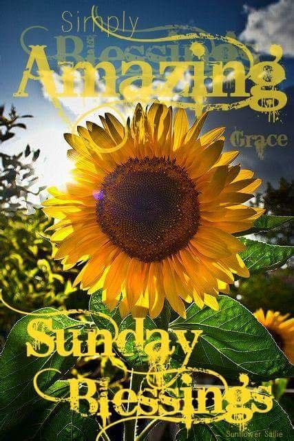 Sunday Good Morning Images Morning Images Sunflower