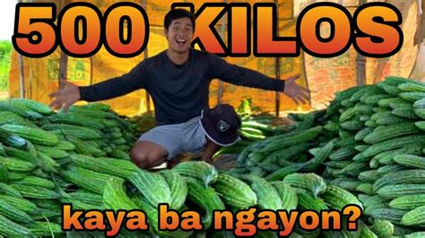 P2 4th HARVEST NG AMPALAYA YouTube