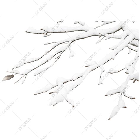 Tree Branch Snow Png Image Snow And Tree Branch Decoration Material