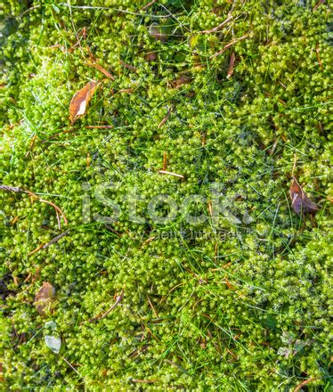 Green Moss Background Stock Photo | Royalty-Free | FreeImages