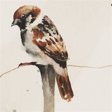 Sparrow Watercolour JolleyEmily Co Uk Sparrow Art Watercolor