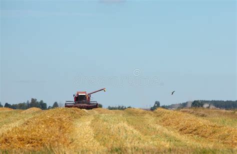 Harvesting Grain Crops in the Field with Combine Harvesters Stock Photo ...