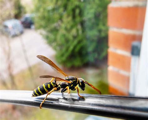 How To Keep Hornets And Wasps Away From Your Garden Naturally The Beginners Garden