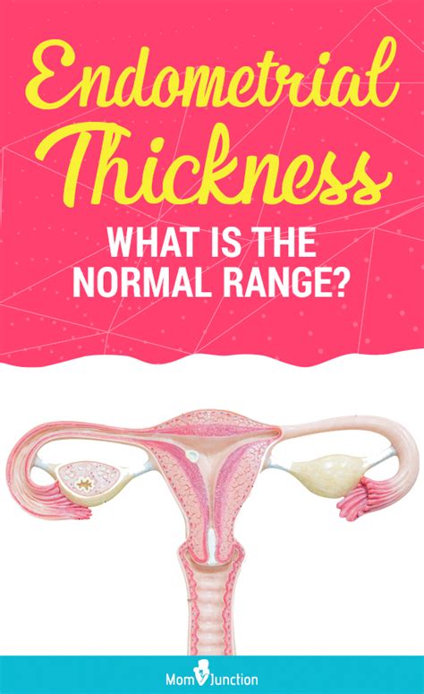 Normal Thickness Of Endometrium, Thickening Symptoms & Causes