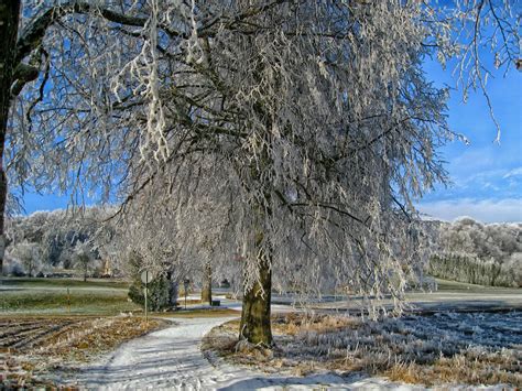 Fotos gratis paisaje árbol naturaleza bosque rama nieve