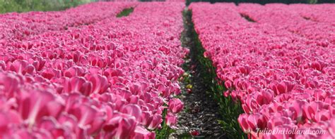 Tulip Fields Amsterdam - Tulips in Holland