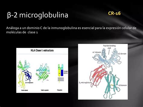 Complejo Mayor De Histocompatibilidad Ppt