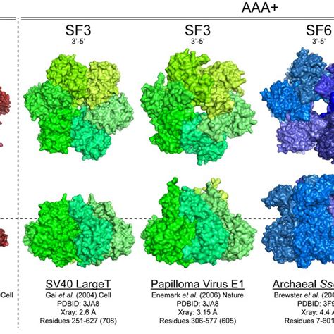 Model Replication Helicase Loading and Activation Components ...