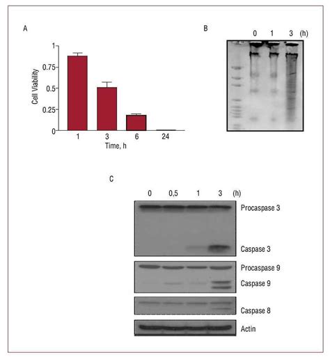 Differential Actions of Eplerenone and Spironolactone on the Protective Effect of Testosterone ...