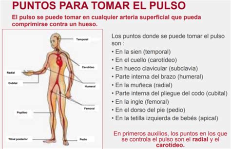 PUNTOS PARA TOMAR EL PULSO Safety Work Industria