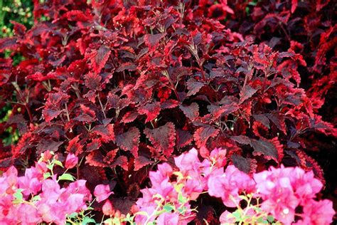 Mississippi Summer Sun Coleus Awarded Mississippi State University