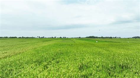 Aerial view of paddy rice fields in Indonesia. 25314363 Stock Video at ...