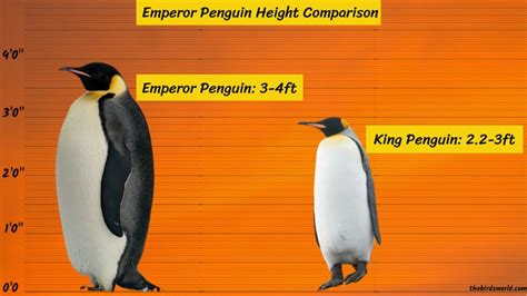 Emperor Penguin Height: How Does It Compare With Others?