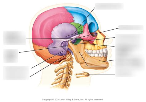 Skull Labeling 2 Diagram Quizlet