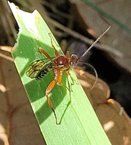 Ichneumon Wasp Pimpla Marginella BugGuide Net