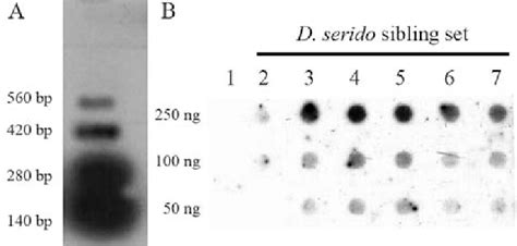 A Southern Blotting Membrane Hybridization The Ladder Pattern