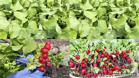 Harvesting Radish Youtube