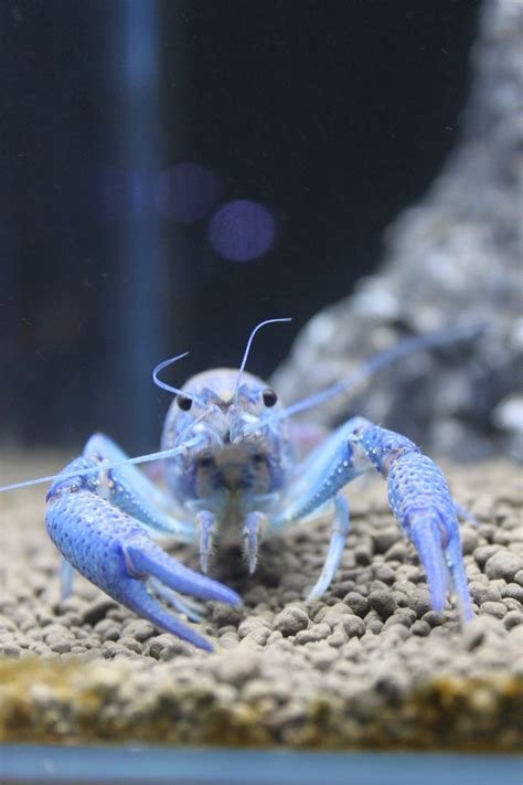 5 Aquarium Crayfish For Your Fish Tank - The Shrimp Farm