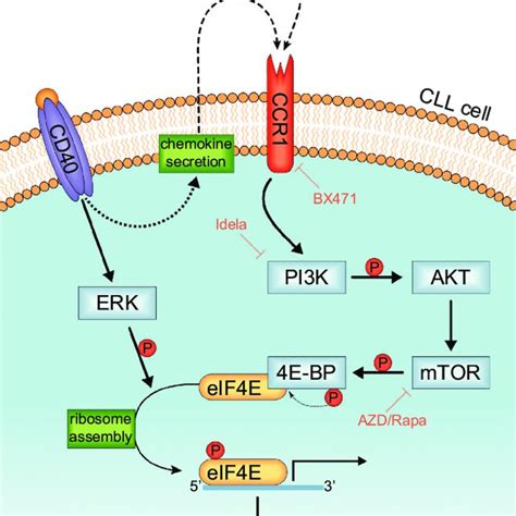 Pdf Macrophages Confer Survival Signals Via Ccr1 Dependent