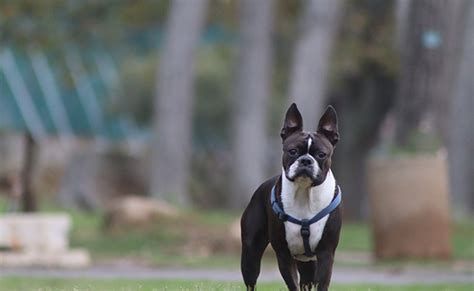 28 Races De Chiens Que Lon Confond Tout Le Temps