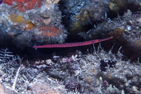 Many Banded Pipefish Facts and Photographs | Seaunseen