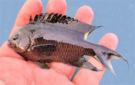 Crescent Damselfish Mexican