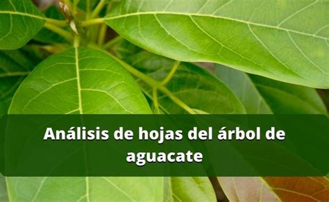 Análisis de hojas del árbol de aguacate Wiki Agronomia