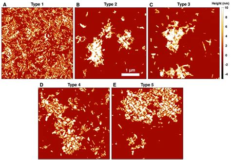 Figure A Atomic Force Microscopy Afm Images Of Type A B