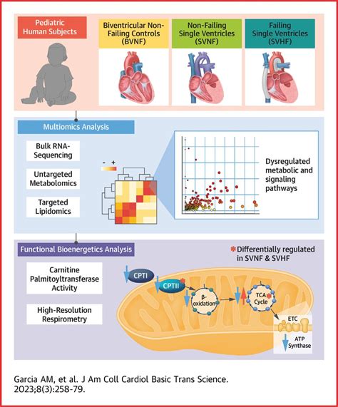 JACC Journals On Twitter Altered Metabolic Gene Expression