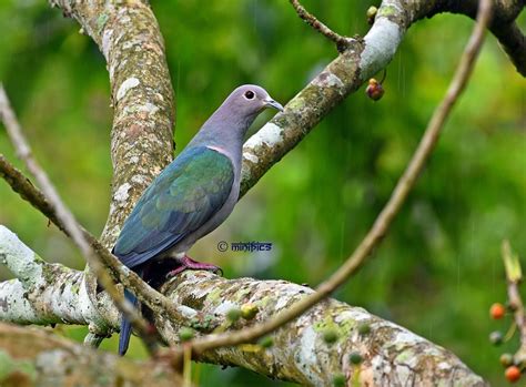 Green Imperial Pigeon Ducula Aenea In Rain This Photo Flickr