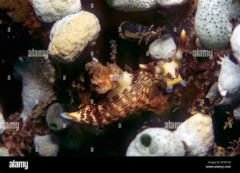 Neonsternschnecke Nembrotha Fotos Und Bildmaterial In Hoher Auflösung