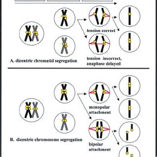 (PDF) Kinetochore reproduction in animal evolution: Cell biological ... 