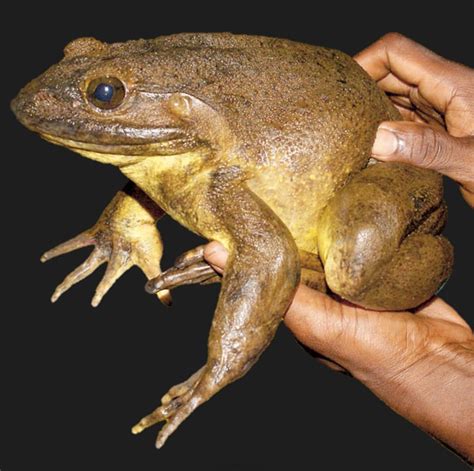 🔥 Behold The Goliath Frog These Frogs Are The Biggest On Earth