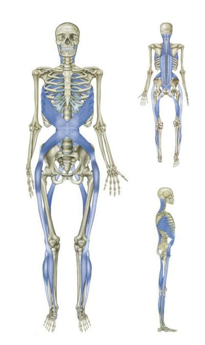 The Intersections Of Our Body Exploring Fascia Lines Adaptivebodywork