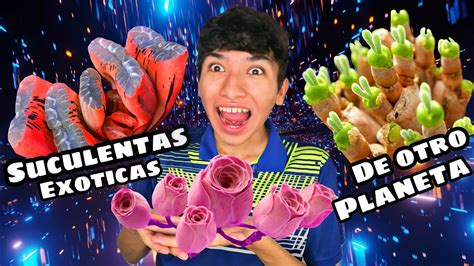 Suculentas Ex Ticas Que No Conoc As Vivero Jesusito Youtube