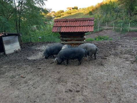 Crne Slavonske Svinje