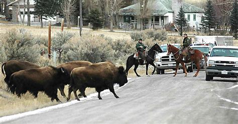 Man has the terrible idea to taunt a bison in Yellowstone National Park