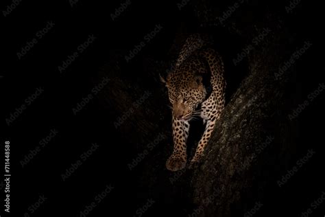 Leopard In The Night Male Leopard Panthera Pardus Protecting His