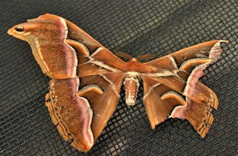 Eri Silk Moth Project Noah