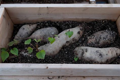 how long does it take a sweet potato to grow