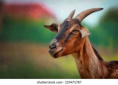 Drawing Goats Portrait Stock Illustration 219471790 Shutterstock