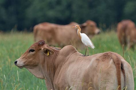 Cattle Egret