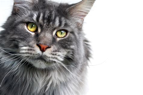 Mais De Imagens Gr Tis De Gato Maine Coon Grande E Maine Coon