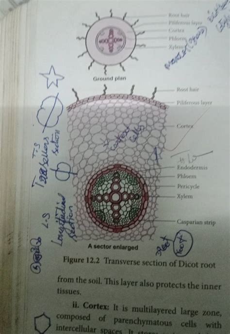 Figure 122 Transverse Section Of Dicot Root From The Soil This Layer Al