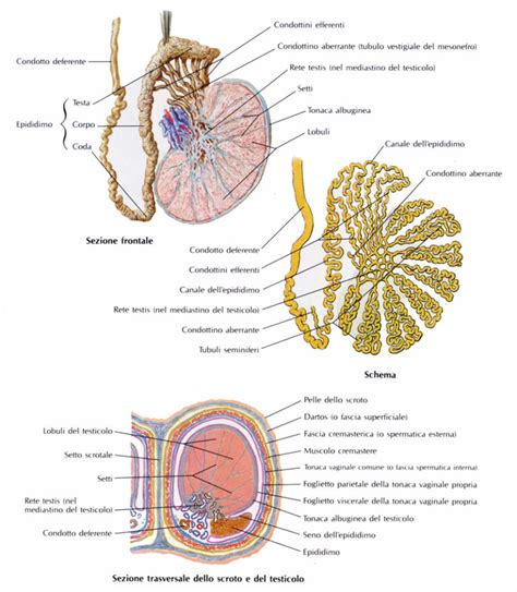 Anatomia Macroscopica E Microscopica Del Testicolo