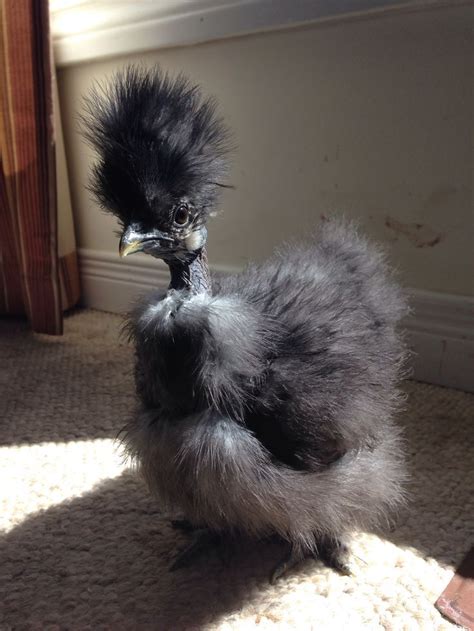 Best Naked Necks Chickens That Look Like Turkeys Artofit