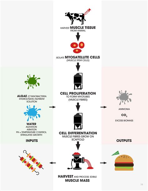 What Is Cultured Meat