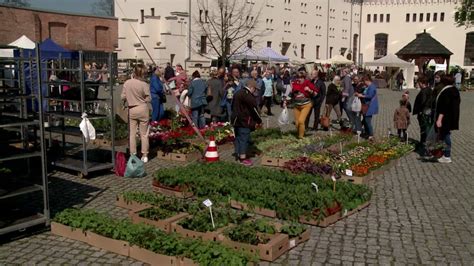 Wiosenny Jarmark Kwiat W Zgromadzi Wielu Wystawc W I Setki Kupuj Cych