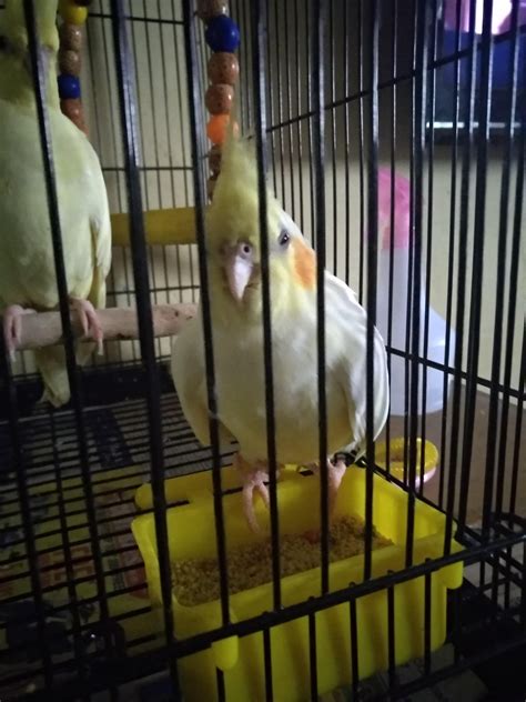 why is cockatiel sick fast 6