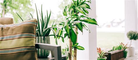 How To Bring Your Houseplants In For Fall Royal City Nursery Blog